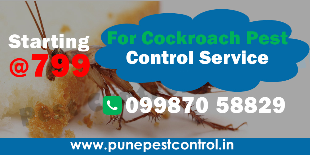 Cockroach Pest Control